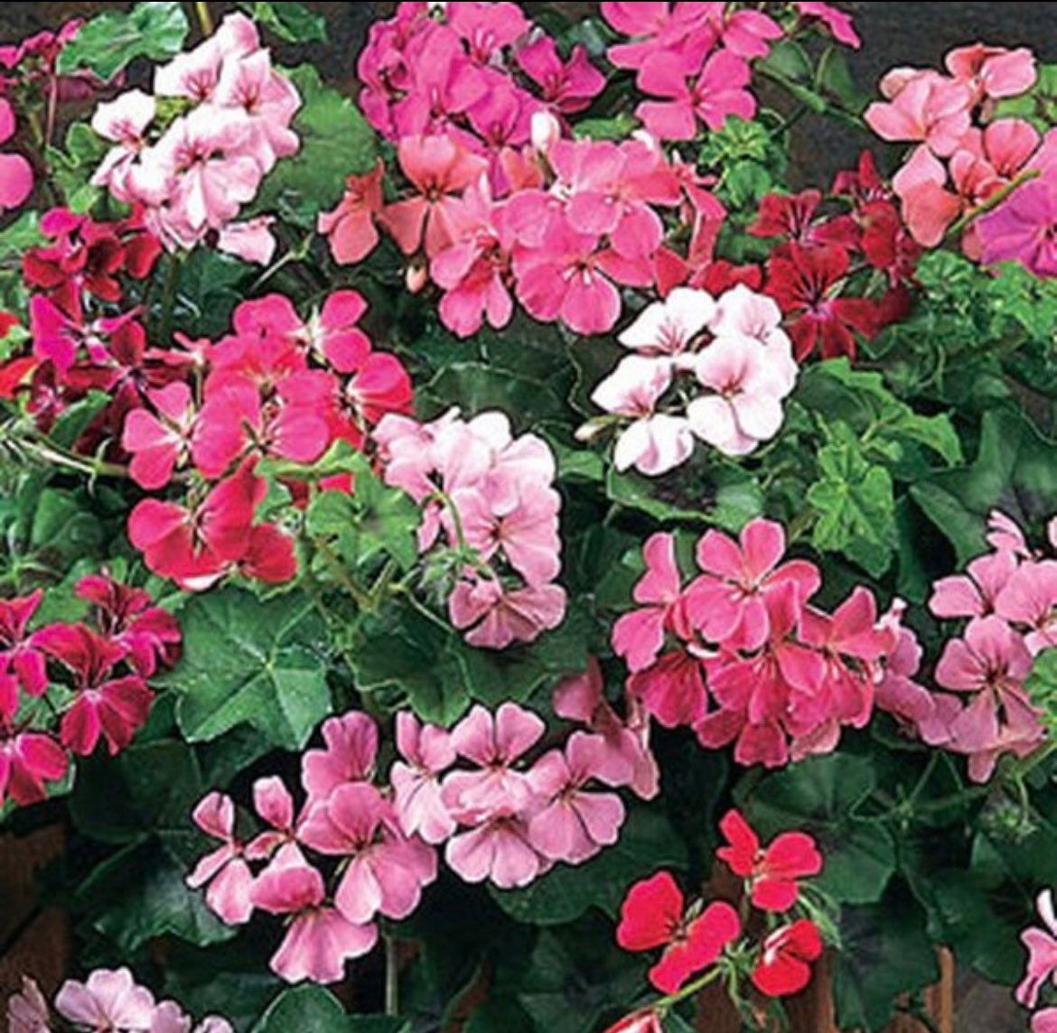 Ivy Leaf Geranium Summer Showers (Pelargonium X Peltatum ) Seeds ~ Spring Flowers ~ Easy Care ~ Flowers ~ Bouquets ~ Spring