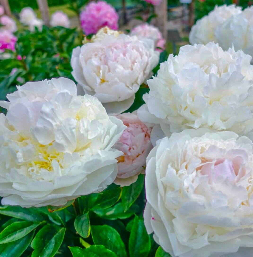 white peony flower seeds Cream Peony Flower Seeds ~ Gifts ~ Flowers ~ Bouquets ~ Wedding Flower – Your Plant Bitch