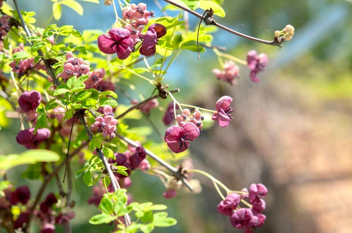 Chocolate Vine Seeds ~ Akebia Quinata ~ Five-leaf Chocolate Vine ~ Five-leaf Akebia