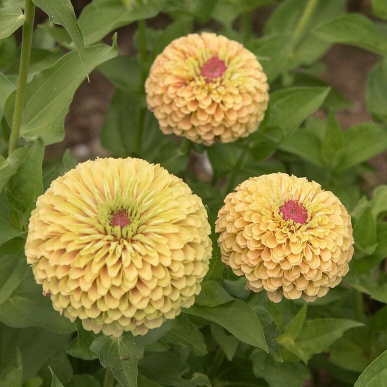 Zinnia “Queen Lime Blush” Seeds ~ Flower Seeds ~ Plants ~ Garden ~ Grow Your Own ~ Spring Flowers ~ Instead of Flowers ~ Flowers