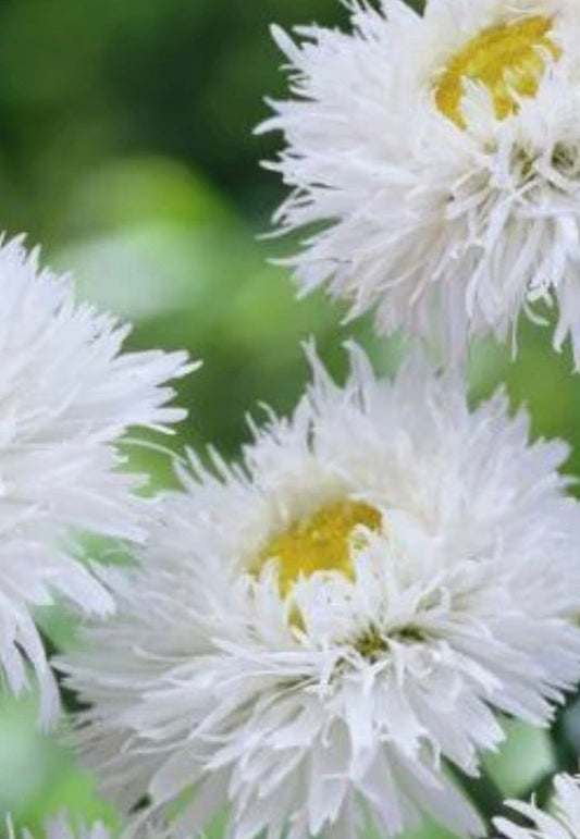 Crazy Ox Eye Daisy Seeds ~ Daisy ~ Cool Flowers ~ Grow Your Own ~ Butterflies ~ Bees ~ Perennials ~ Summer
