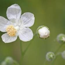 Virginia Fanpetals Seeds ~ Virginia Mallow Ripariosida Hermaphrodita