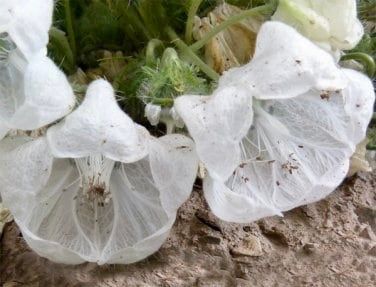 cup flower seeds Rare Ice Cup Flower Seeds ~ Caiophora Coronata ~ Unique ~ Grow Your Ow – Your Plant Bitch