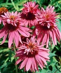 Doubledecker Purple Coneflower Echinacea Seeds ~ Echinacea Purpurea Doubledecker ~ Grow Your Own ~ Spring ~ Pretty Flowers