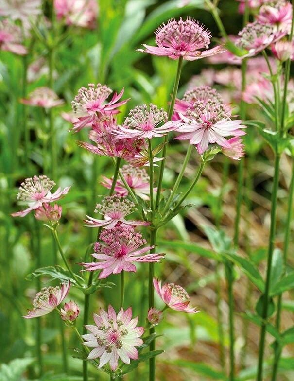 Rosea Astrantia Major Seeds ~ 'Star of Billion' ~ The Great Masterwort ~ Garden ~ Grow Your Own ~ Spring Flowers ~ Instead of Flowers