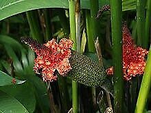 Carludovica Palmata Seeds ~ Toquilla Palm ~ Jipijapa Palm ~ Jungle Drum ~ Panama