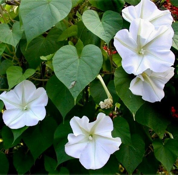 White Moon Vine Seeds ~ Moonflower ~ Ipomoea Alba ~ Tropical White ~ Morning Glory ~ Flowers ~ Pretty ~ Giant White Moonflower