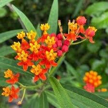 Bloodflower Seeds ~ Asclepias Curassavica ~ Milkweed ~ Seeds ~ Butterflies ~ Gifts ~ Grow Your Own ~ Spring Flowers ~ Instead of Flowers