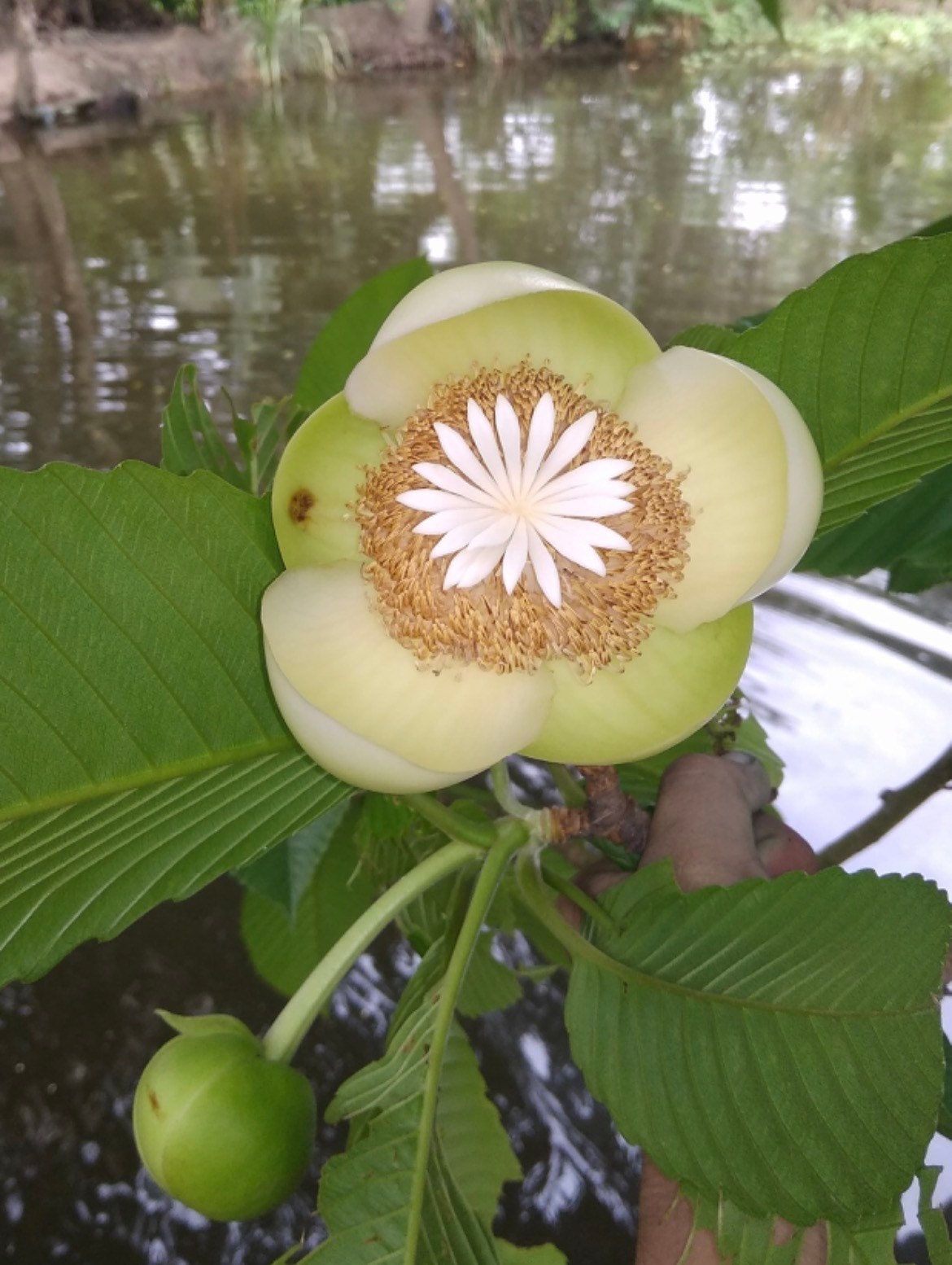 Rare Elephant Apple Tree Seeds ~ Ou Tenga ~ Dillenia Indica ~ Tropical ~ Plants ~ Garden ~ Grow Your Own ~ Spring Flowers