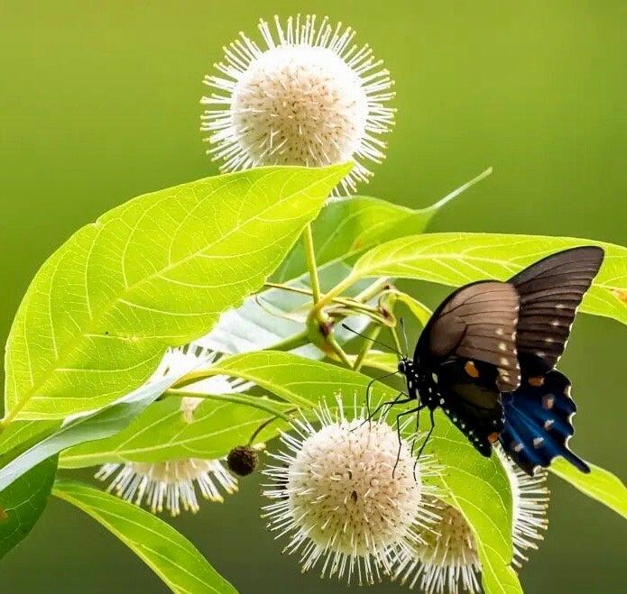 White Buttonbush Seeds ~ Cephalanthus Occidentalisique ~ Dried Flowers ~ Bouquets ~ Pollinaters ~ Butterflies