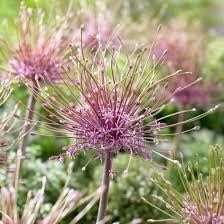 Allium Schubertii Seeds ~ Plants ~ Garden ~ Grow Your Own ~ Spring Flowers ~ Instead of Flowers ~ Presents