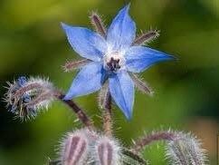 Blue Borage Seeds ~ Starflower ~ Plants ~ Garden ~ Grow Your Own ~ Spring Flowers ~ Heirloom Seeds