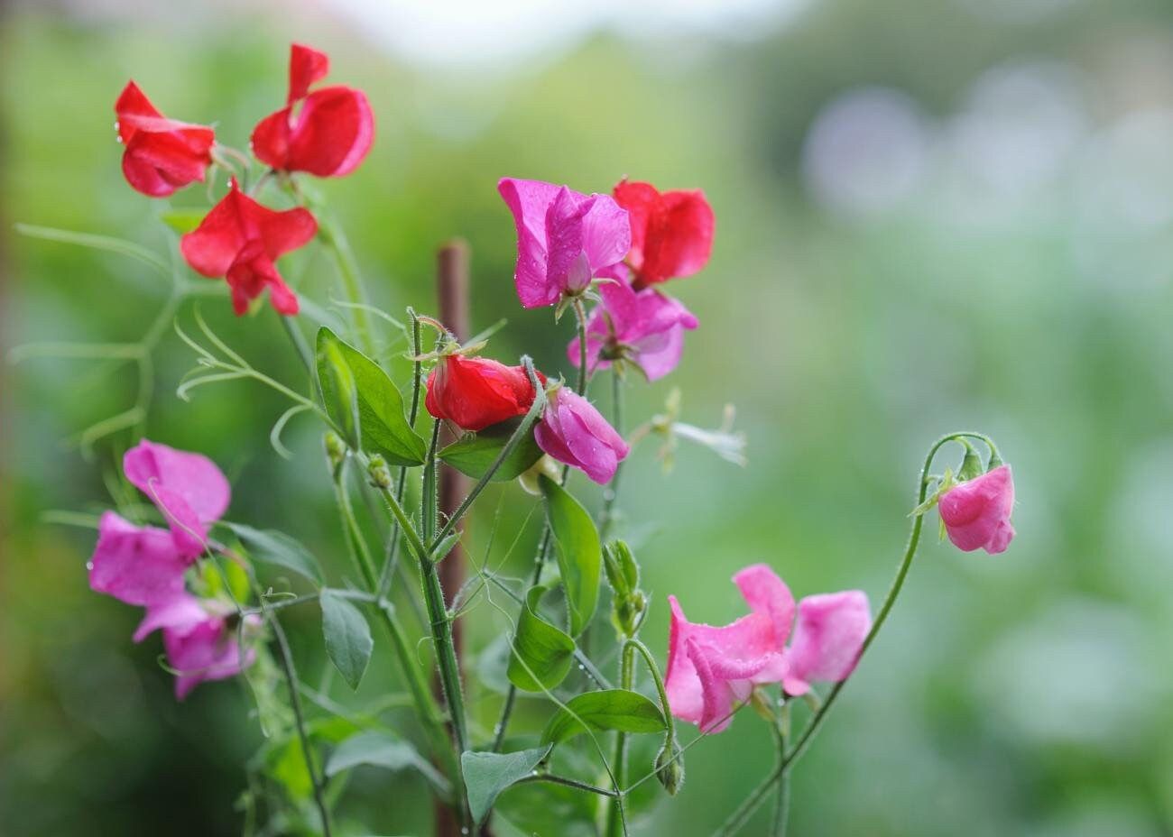 Multi Color Sweet Pea Seeds ~ Plants ~ Garden ~ Grow Your Own ~ Spring Flowers ~ Instead of Flowers ~ Flowers