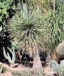 Elephant’s Foot Seeds ~ Beaucarnea Stricta ~ Estrellas ~ Bottle Palm ~ Plants ~ Garden ~ Tropical ~ Unique Plants