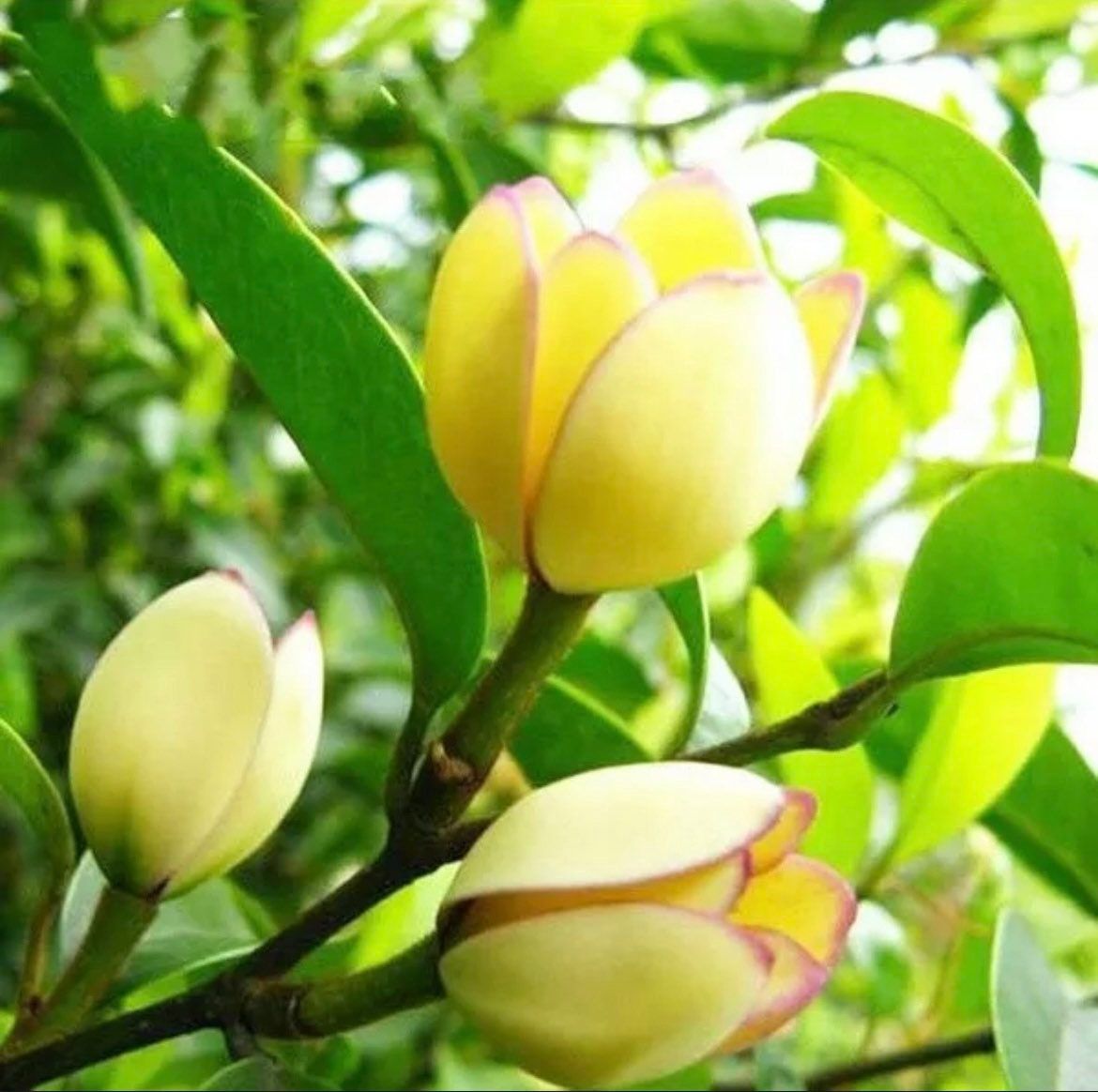 Michelia Alba Seeds ~ Usual Flowers ~ Exotic Flower