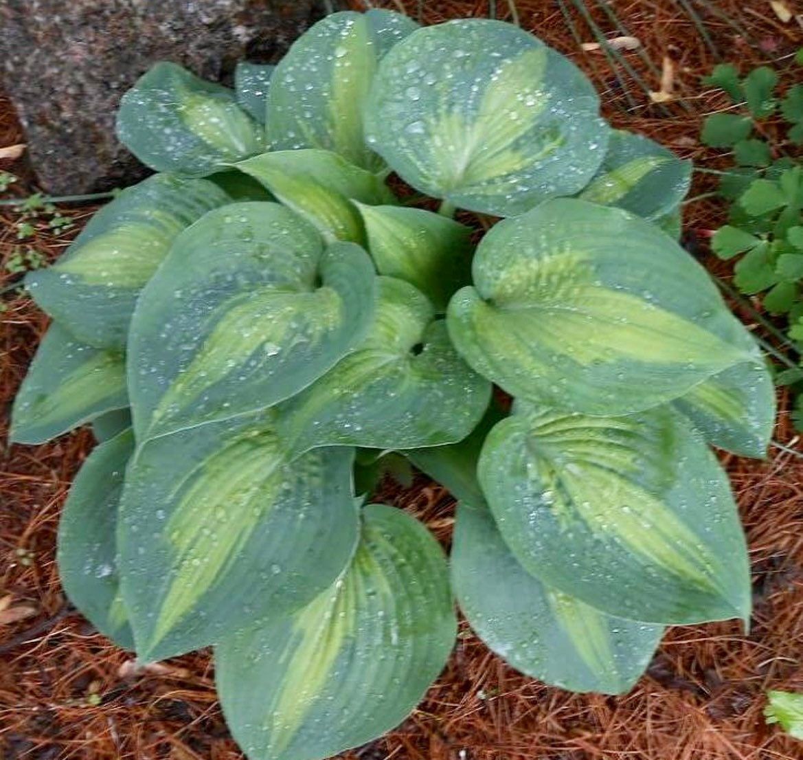 Variety of Hosta Seeds ~ Plants ~ Garden ~ Grow Your Own ~ Spring ~ Instead of Flowers ~ Flowers