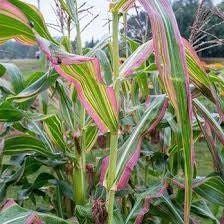 Zea Japonica Variegated Seeds ~ Japanese Corn ~ Ornamental Maize ~ Plants ~ Decorative ~ Decoration ~ Autumn ~ Thanksgiving ~ Exotic ~ Craft