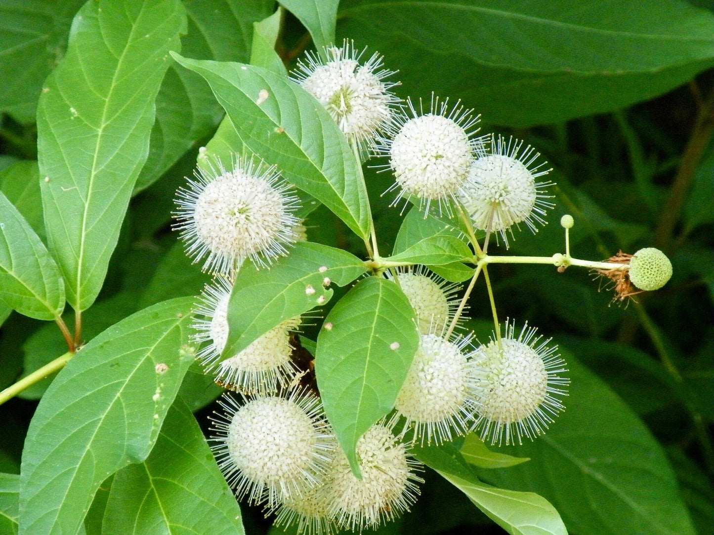 White Buttonbush Seeds ~ Cephalanthus Occidentalisique ~ Dried Flowers ~ Bouquets ~ Pollinaters ~ Butterflies