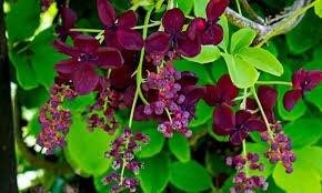 Chocolate Vine Seeds ~ Akebia Quinata ~ Five-leaf Chocolate Vine ~ Five-leaf Akebia