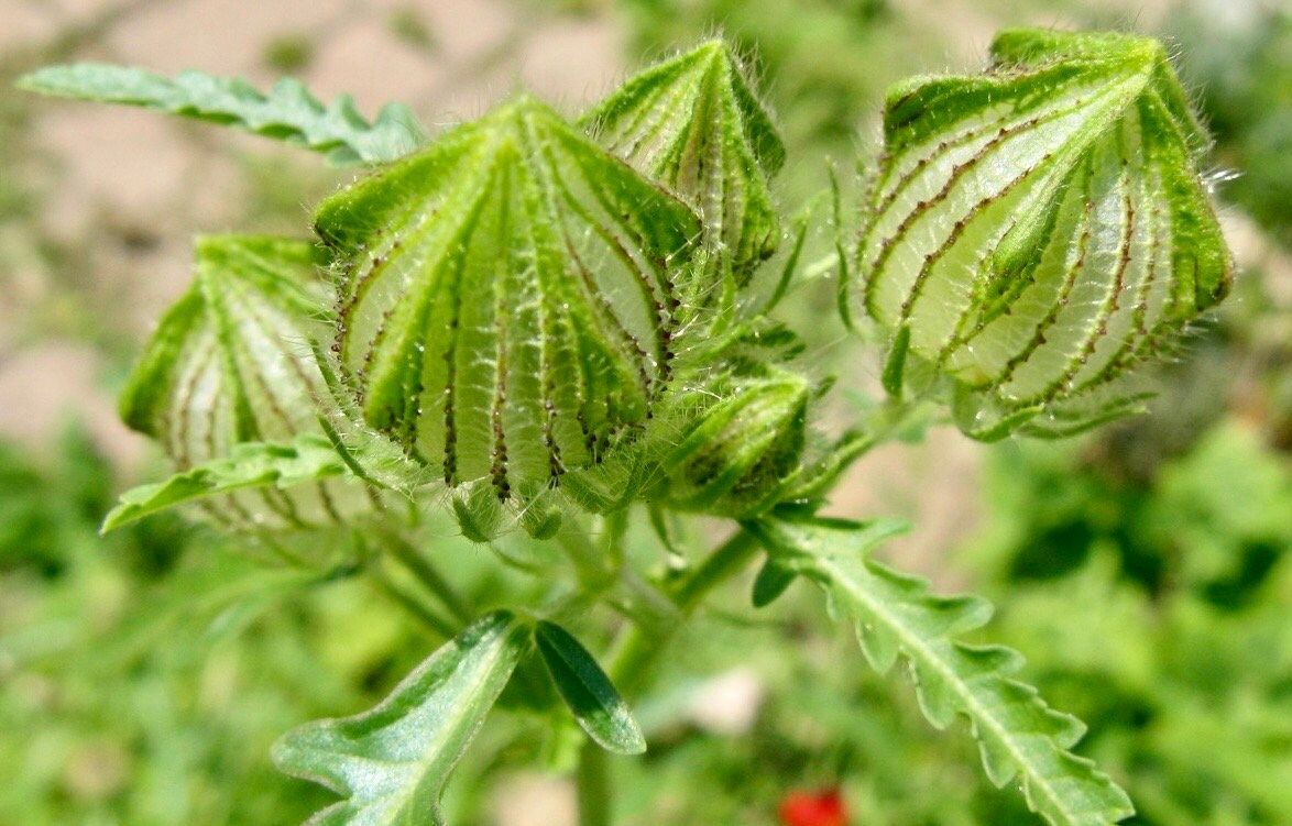 Hibiscus Trionum Seeds ~ Flower-of-an-hour ~ Wildflowers ~ Butterflies ~ Bees ~ Blooms ~ Pollinators