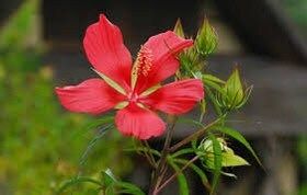 Red Star Water Hibiscus Seeds ~ Hibiscus Coccineus ~ Scarlet Hibiscus ~ Scarlet Rosemallow ~ Wildflowers ~ Butterflies ~ Bees ~ Blooms