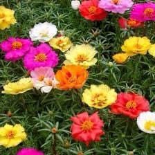 Mixed Color Moss Seeds ~ Rose Purslane Double Flower Seeds ~ Plants ~ Garden ~ Grow Your Own ~ Spring Flowers