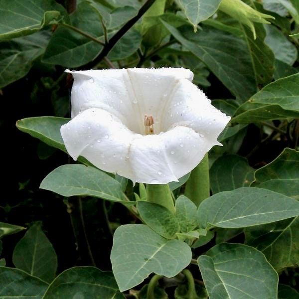 Double Yellow Angel’s Trumpet Seeds ~ Devil’s Trumpet ~ Datura Metel ~ Fresh Seeds ~ Blooms ~ Flowers ~ Instead of Flowers ~ Hummingbirds