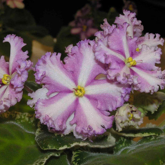 Mixed Miniature Variegated African Violet Seeds ~ Indoor Plant ~ House Plants ~ Christmas Presents ~ Holiday Gifts ~ Stocking Stuffers