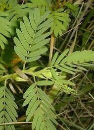 Sensitive Partridge Pea SEEDS ~ Sleepingplant ~ Beach Sensitive Pea ~ Sensitive Plant ~ Sensitive Fern