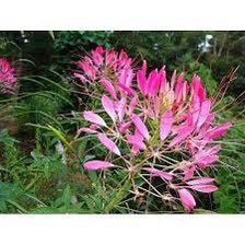 Cherry Queen Cleome Seeds ~ Cleome Hassleriana ~ Spider Flower ~ Flowering Plant ~ Flower ~ Growing Flowers ~ Garden ~ Plants ~ Gardening