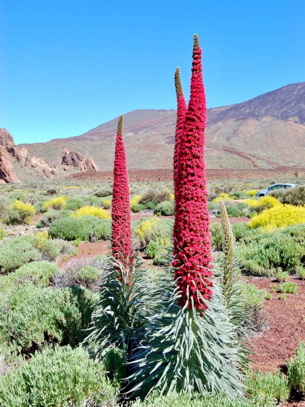 Tower of Jewels Flower Seeds ~ Echium Wildpretii ~ Snake Head ~ Unique ~ Rare ~ Exotic ~ Garden ~ Grow Your Own ~ Plant