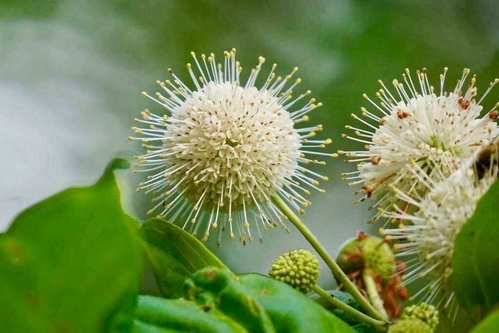 White Buttonbush Seeds ~ Cephalanthus Occidentalisique ~ Dried Flowers ~ Bouquets ~ Pollinaters ~ Butterflies