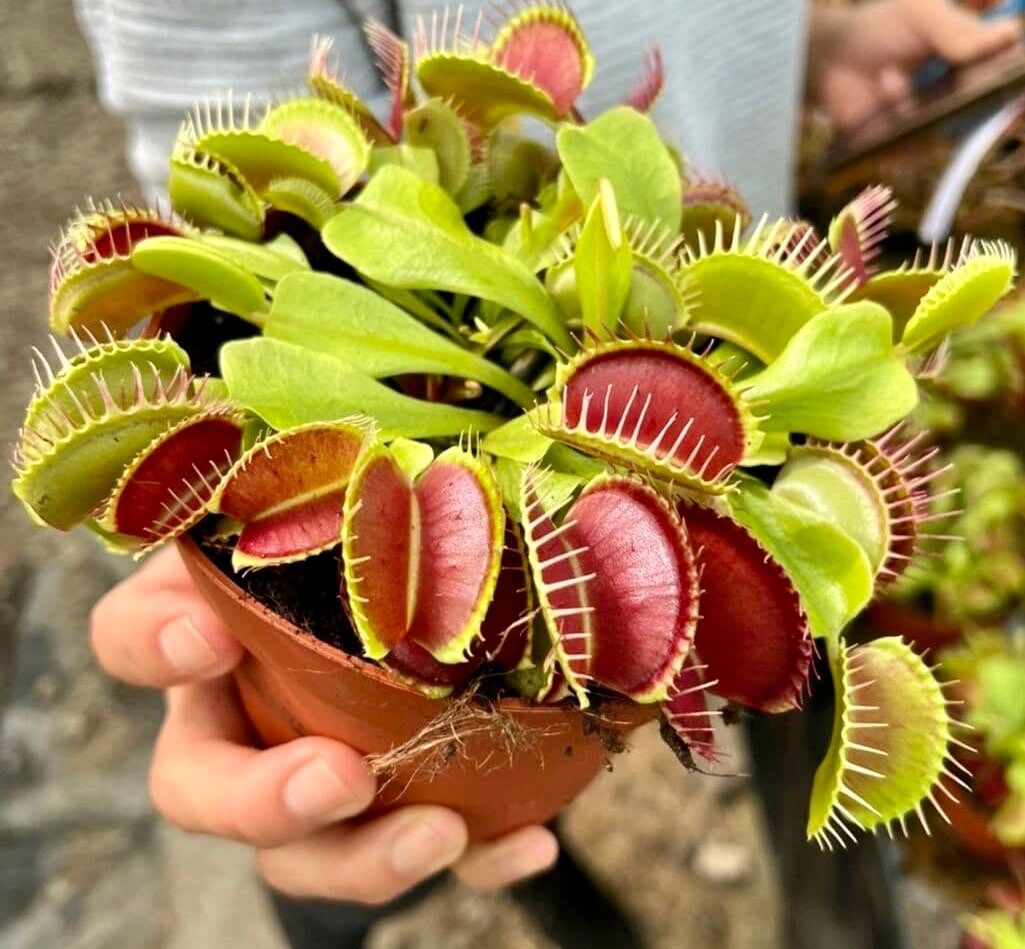venus fly trap flower seeds Cross 'Ginormous' x ”Godzilla” Venus Flytrap Seeds ~ Freshly Harvested – Your Plant Bitch