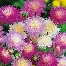 Amberboa Moschata ‘Crown Mixture’ Seeds ~ Plants ~ Garden ~ Grow Your Own ~ Spring Flowers ~ Instead of Flowers