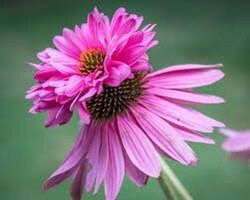 Doubledecker Purple Coneflower Echinacea Seeds ~ Echinacea Purpurea Doubledecker ~ Grow Your Own ~ Spring ~ Pretty Flowers