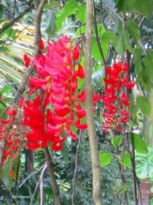 Rare Red Jade Vine Seeds ~ Mucuna Benettii ~ Mucuna Bennettii ~ Mucuna Warburgii