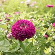 Purple Small Zinnia Seeds ~ Plants ~ Garden ~ Grow Your Own ~ Spring Flowers ~ Instead of Flowers ~ Flowers