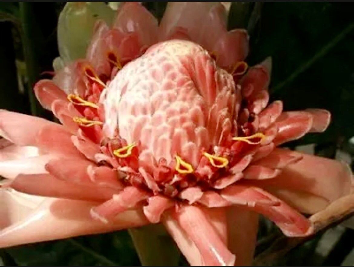 Pink Ginger Torch Seeds ~ Etlingera Elatior ~ Exotic ~ Cut Flowers ~ Flowering Blooms ~ Unique Flowers ~ Bouquets ~ Tropical