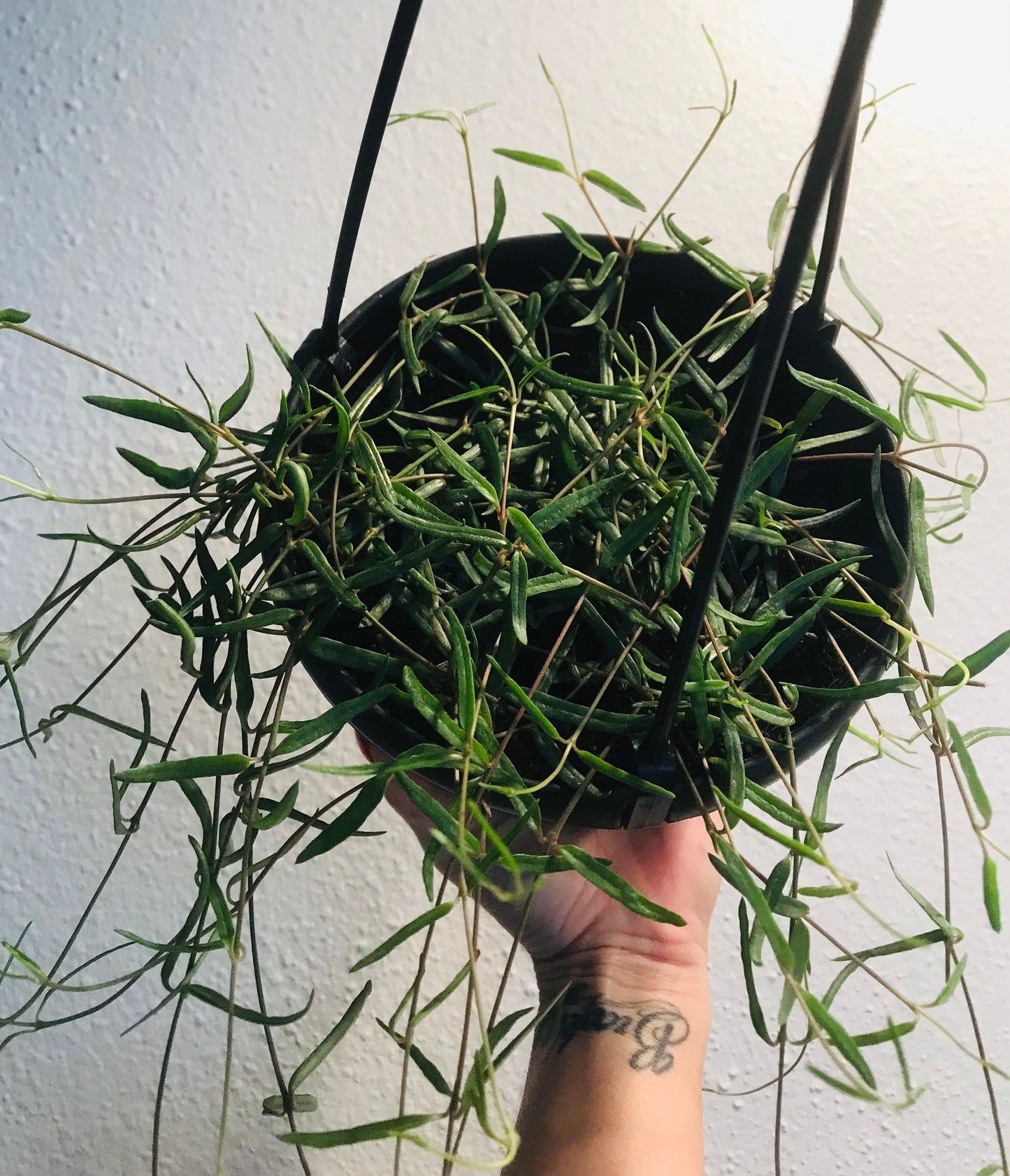 string of needles succulent Hanging String of Needles ~ Ceropegia Linearis ~ Agnes ~ Succulent ~ H – Your Plant Bitch