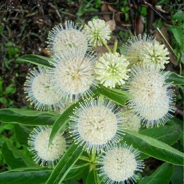 White Buttonbush Seeds ~ Cephalanthus Occidentalisique ~ Dried Flowers ~ Bouquets ~ Pollinaters ~ Butterflies