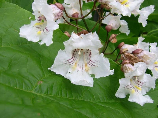 Northern Catalpa Tree Seeds ~ Indian Cigar Flower ~ Trees ~ Pretty ~Exotic ~ Gardens ~ Unique