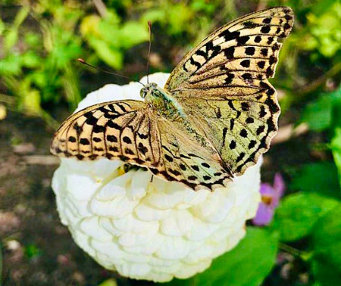 Zinnia Elegans Blueberry Cheesecake Seeds ~ Flowers ~ Butterflies Love ~ Non-GMO Seeds ~ Cool Flowers ~ Bouquets ~ Pretty Flowers ~ Unique