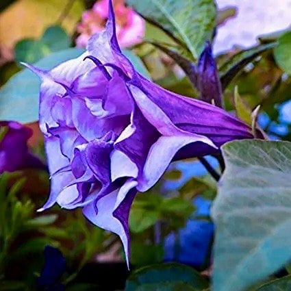 Ballerina Mix Devil’s Trumpet Seeds ~ Datura Metel ~ Fresh Seeds ~ Blooms ~ Flowers ~ Instead of Flowers ~