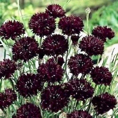 Black Cornflower Seeds ~ Perennial ~ Flowering Plant ~ Unusual Flowers ~ Flower ~ Growing Flowers
