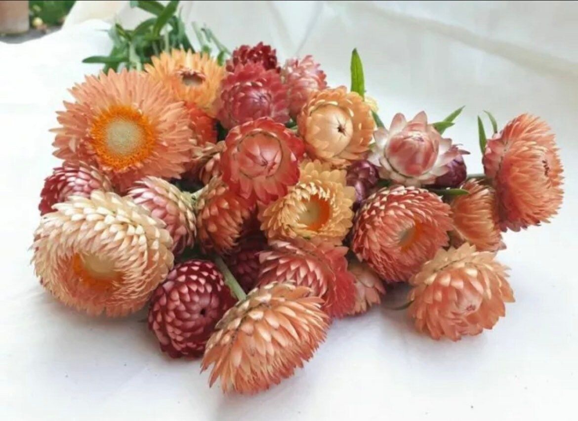 Peach Helichysum Strawflower Seeds ~ Xerochrysum Bracteatum Plants ~ Garden ~ Grow Your Own ~ Spring Flowers ~ Instead of Flowers ~ Flowers