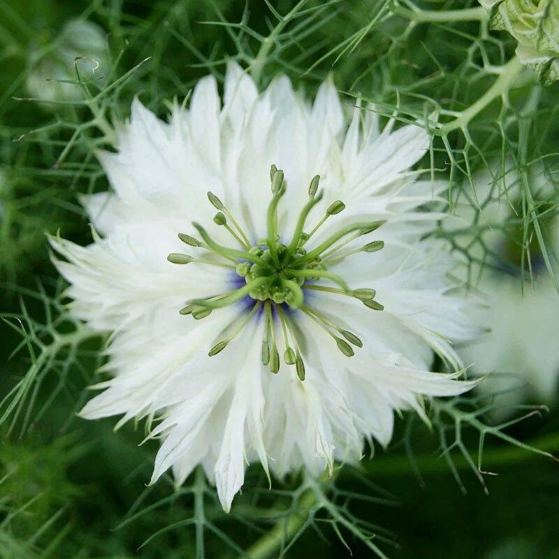 Nigella Miss Jekyll White Seeds ~ Love-in-the-Mist ~ Spring Flowers ~ Spring Time ~ Bouquets ~ Fresh Flowers