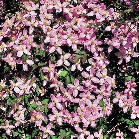 Pink Fragrant Spring Clematis Seeds ~ Montana ~ Fragrance Flowers ~ Vanilla ~ Garden ~ Grow Your Own ~ Spring Flowers ~ Instead of Flowersu