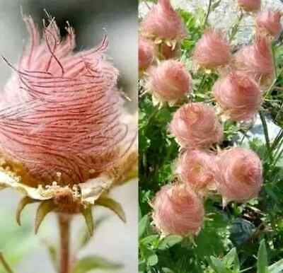 Wild Prairie Smoke Flower Seeds ~ Old Man's Beard ~ Geum Triflorum