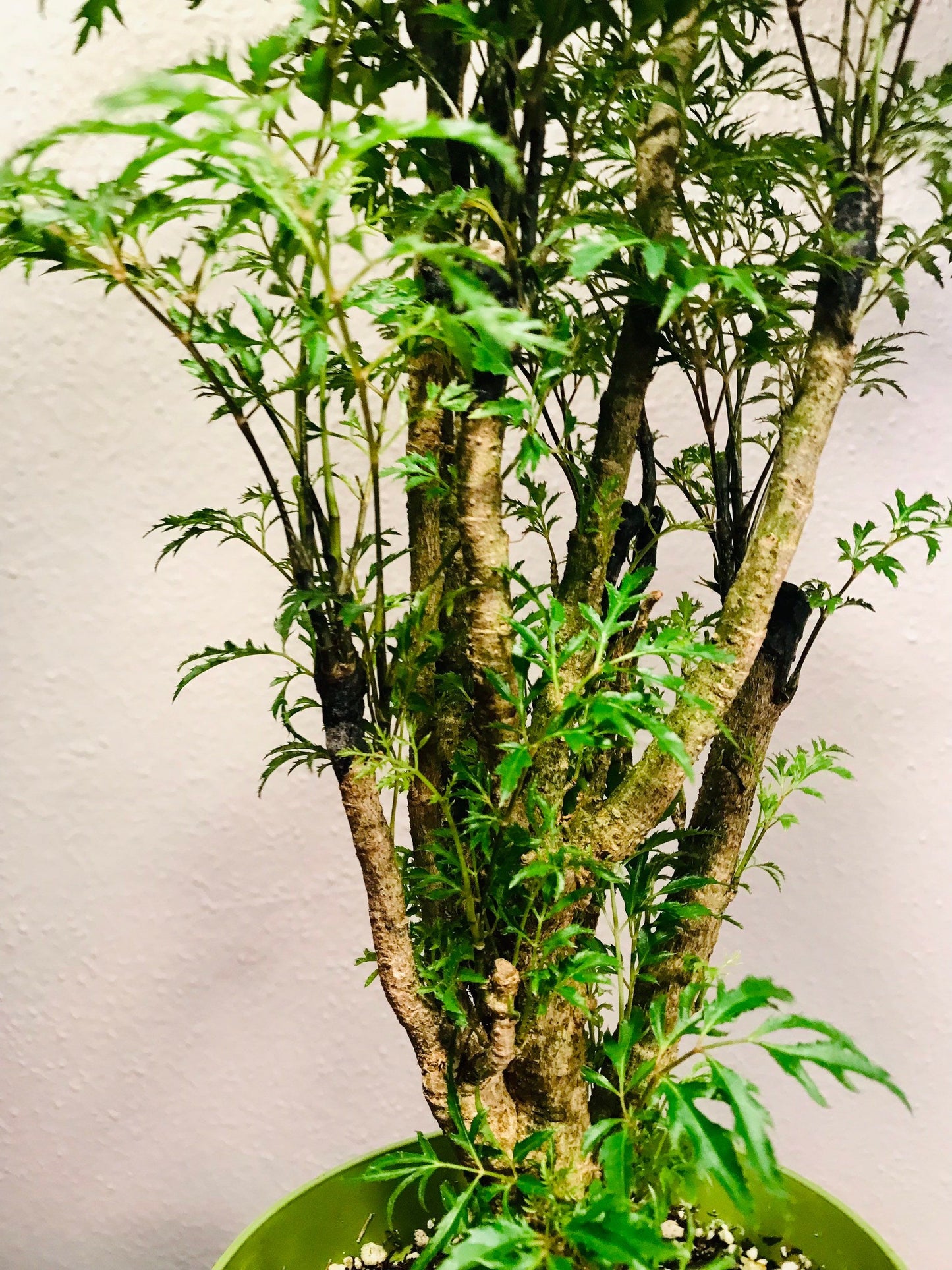 parsley tree house plant Polyscias Fruticosa ~ Ming Aralia ~ Parsley Aralia ~ Chinese Aralia ~ – Your Plant Bitch