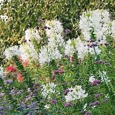 Giant White Queen Cleome Seeds